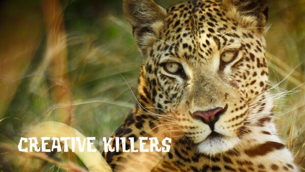 Creative Killers