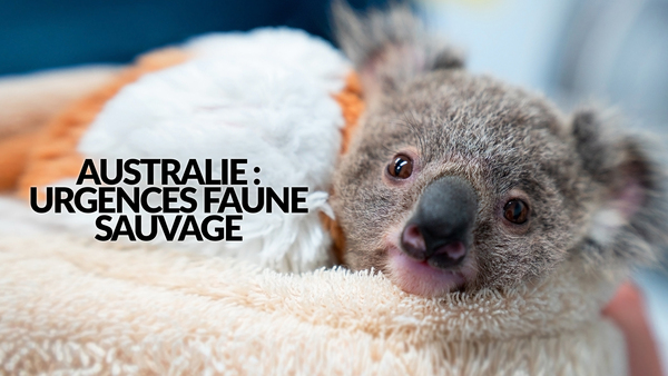 Australie : urgences faune sauvage