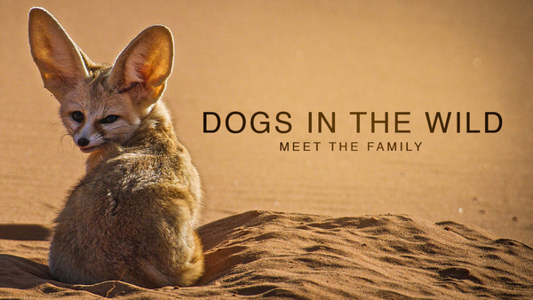 Dogs in the Wild: Meet the Family