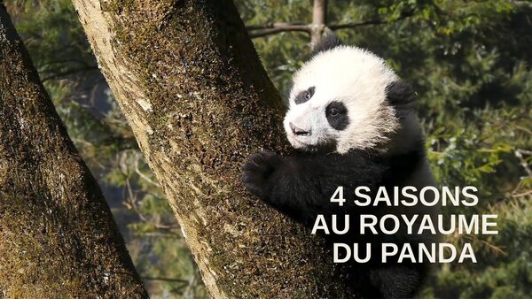 4 saisons au royaume du panda