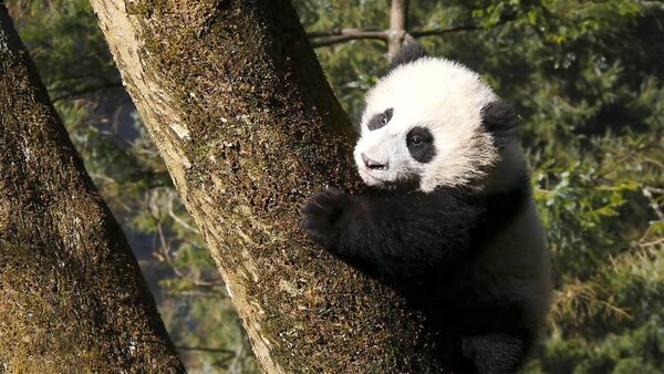 Četiri godišnja doba u carstvu velikih panda