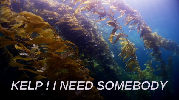 Kelp ! I need somebody