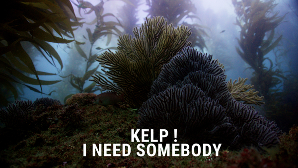 Kelp ! I need somebody