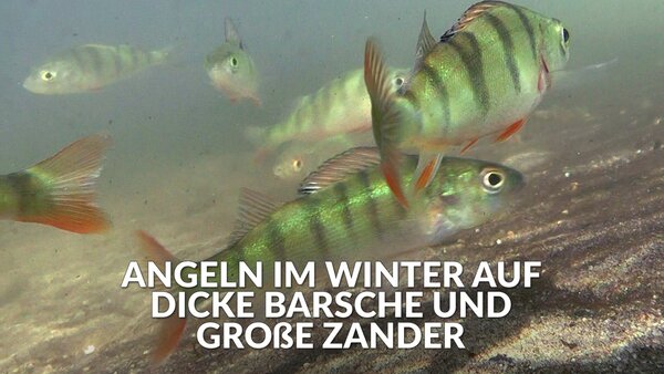 Angeln im Winter auf dicke Barsche und große Zander