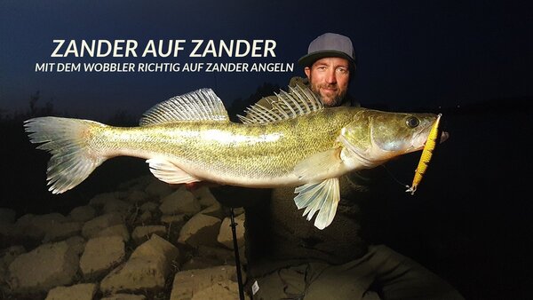 Zander auf Zander - Mit dem Wobbler richtig auf Zander angeln