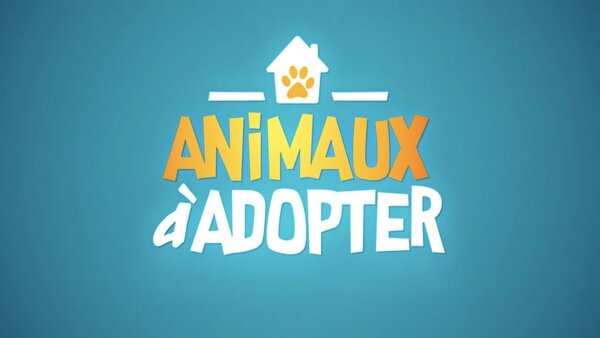 Animaux à adopter