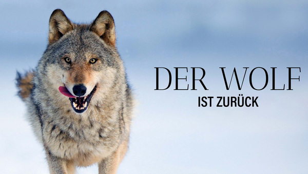 Wilder Grenzgänger - Der Wolf ist zurück
