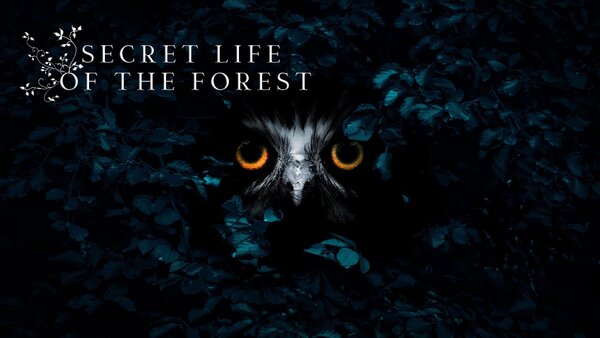 Secret Life of the Forest