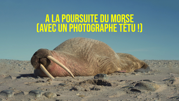 A la poursuite du morse (avec un photographe têtu !)