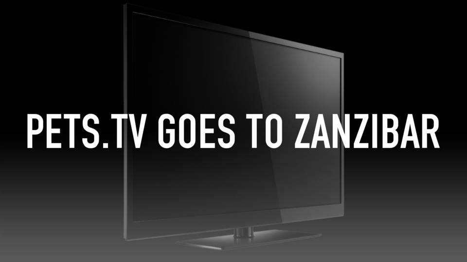 Pets.TV Goes to Zanzibar