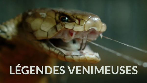 Légendes venimeuses