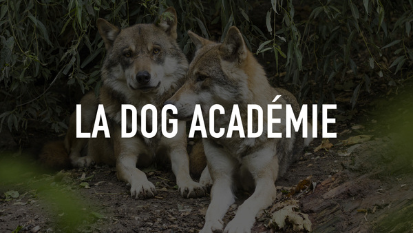 La dog Académie