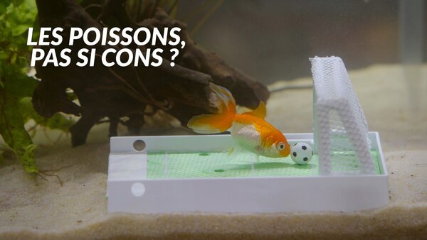 Les poissons, pas si cons?