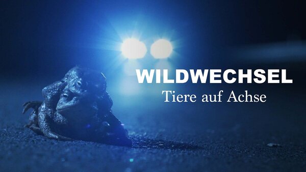 Wildwechsel - Tiere auf Achse