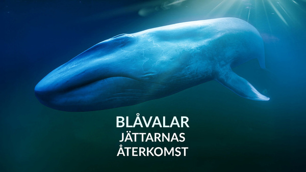Blåvalar: Jättarnas återkomst