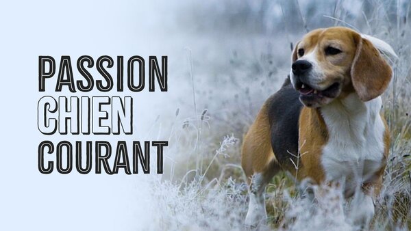 Passion chien courant