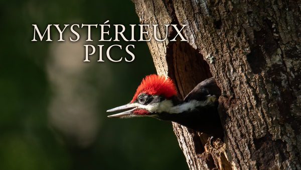 Mystérieux Pics