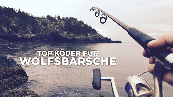 Top Köder für Wolfsbarsche