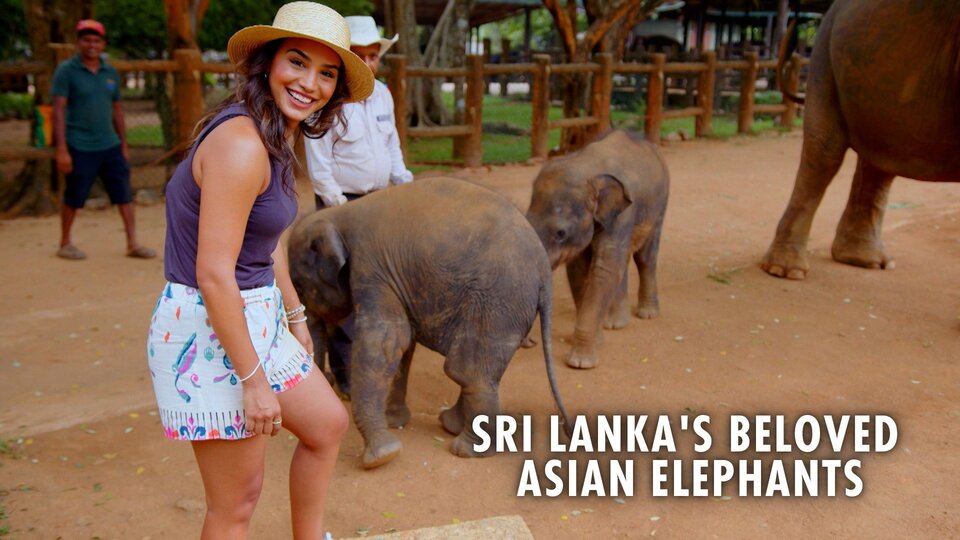 Sri Lanka's Beloved Asian Elephants