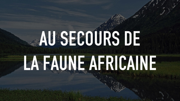 Au secours de la faune africaine