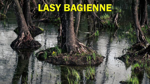 Lasy bagienne