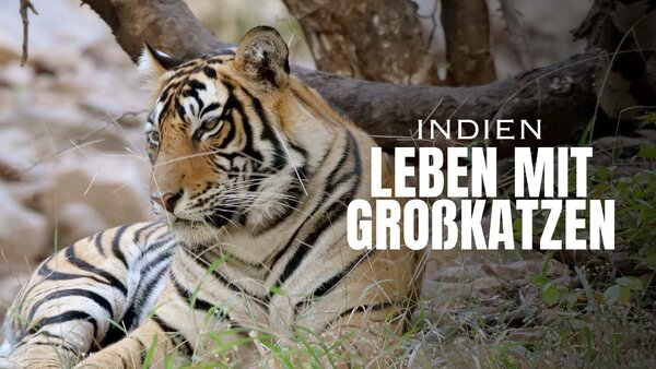 Indien - Leben mit Großkatzen