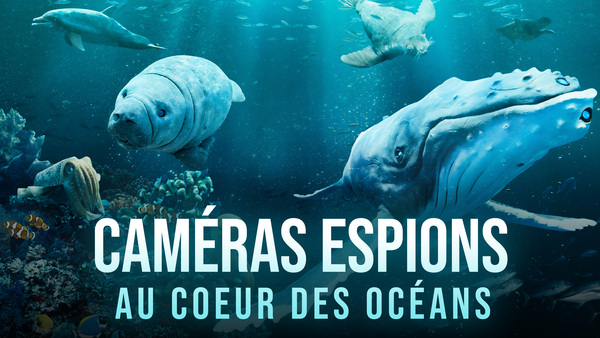 Caméras espions au coeur des océans