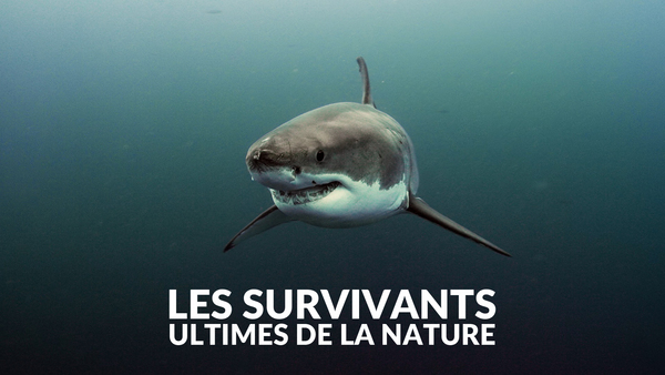 Les survivants ultimes de la nature
