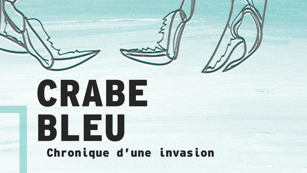 Le crabe bleu, chronique d'une invasion