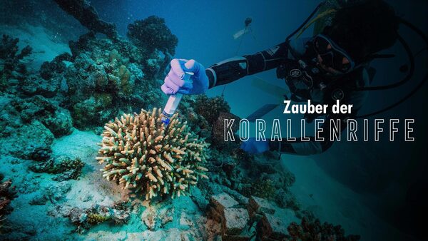 Zauber der Korallenriffe - Der Indische Ozean
