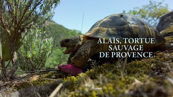 Alaïs, tortue sauvage de Provence