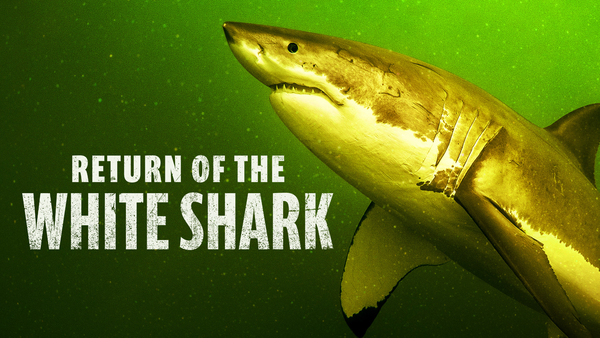 Return of the White Shark