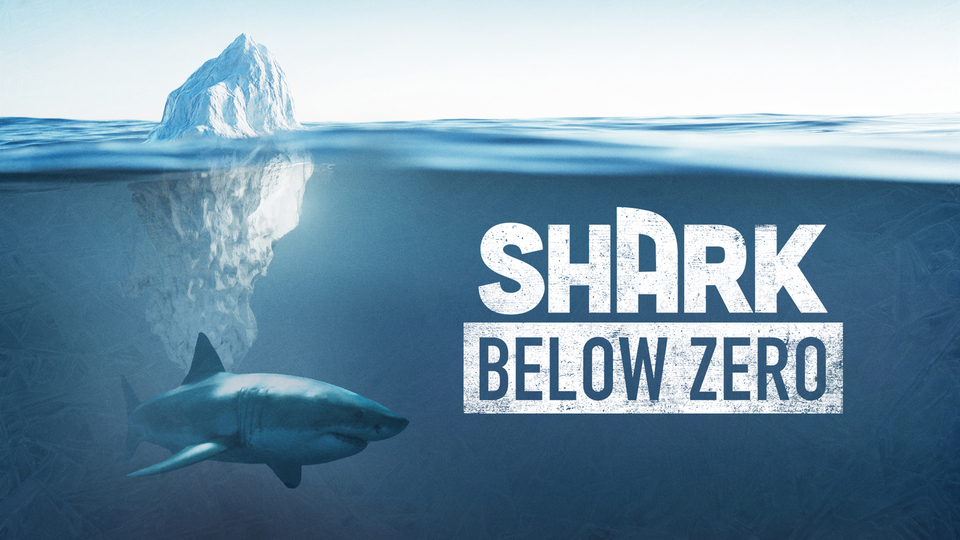 Shark Below Zero