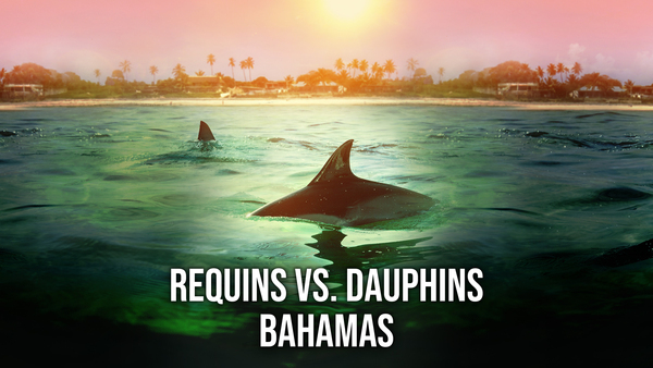 Requins vs. Dauphins : Bahamas