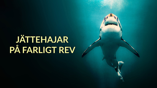 Jättehajar på farligt rev
