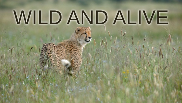 Wild and Alive