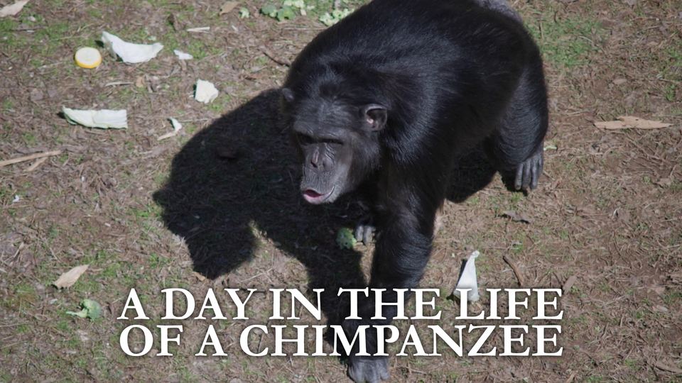 A Day in the Life of a Chimpanzee