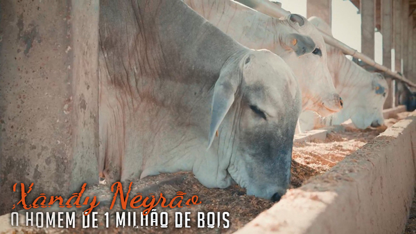 Xandy Negrão, o Homem de 1 Milhão de Bois