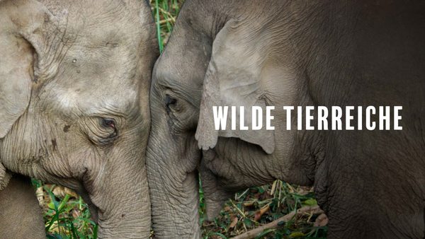 Wilde Tierreiche