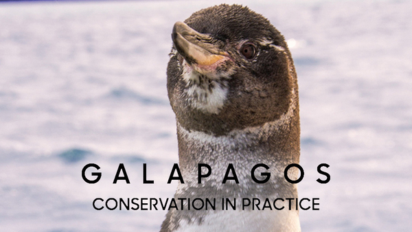 Galapagos: Conservation in Practice