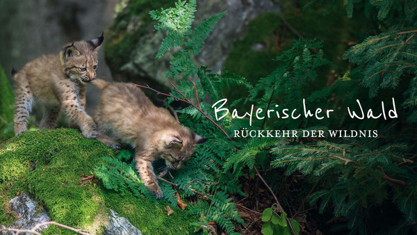 Rückkehr der Wildnis - Nationalpark Bayerischer Wald