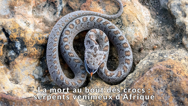 La mort au bout des crocs : serpents venimeux d'Afrique