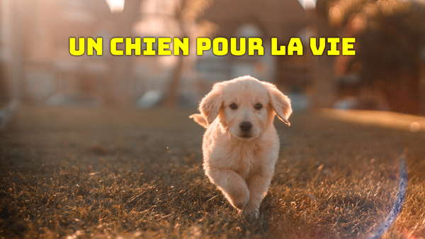 Un chien pour la vie