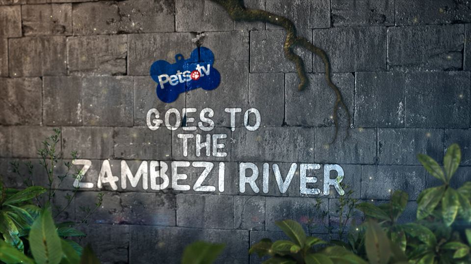 Pets.TV Goes to the Zambezi River