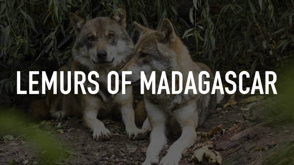 Lemurs of Madagascar