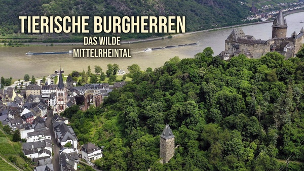 Tierische Burgherren - Das wilde Mittelrheintal