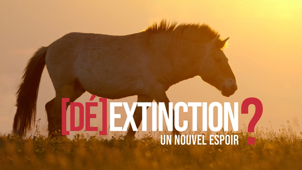 Dé-extinction, un nouvel espoir ?