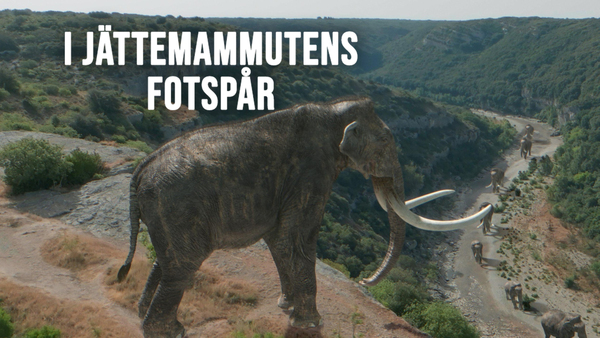 I jättemammutens fotspår
