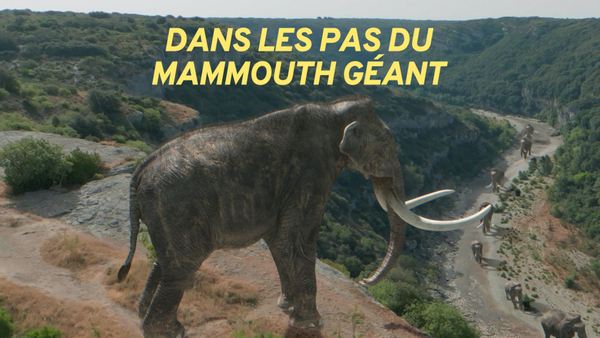 Dans les pas du mammouth géant