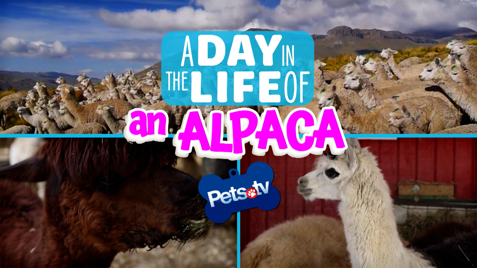 Pets.TV - A Day in the Life of an Alpaca